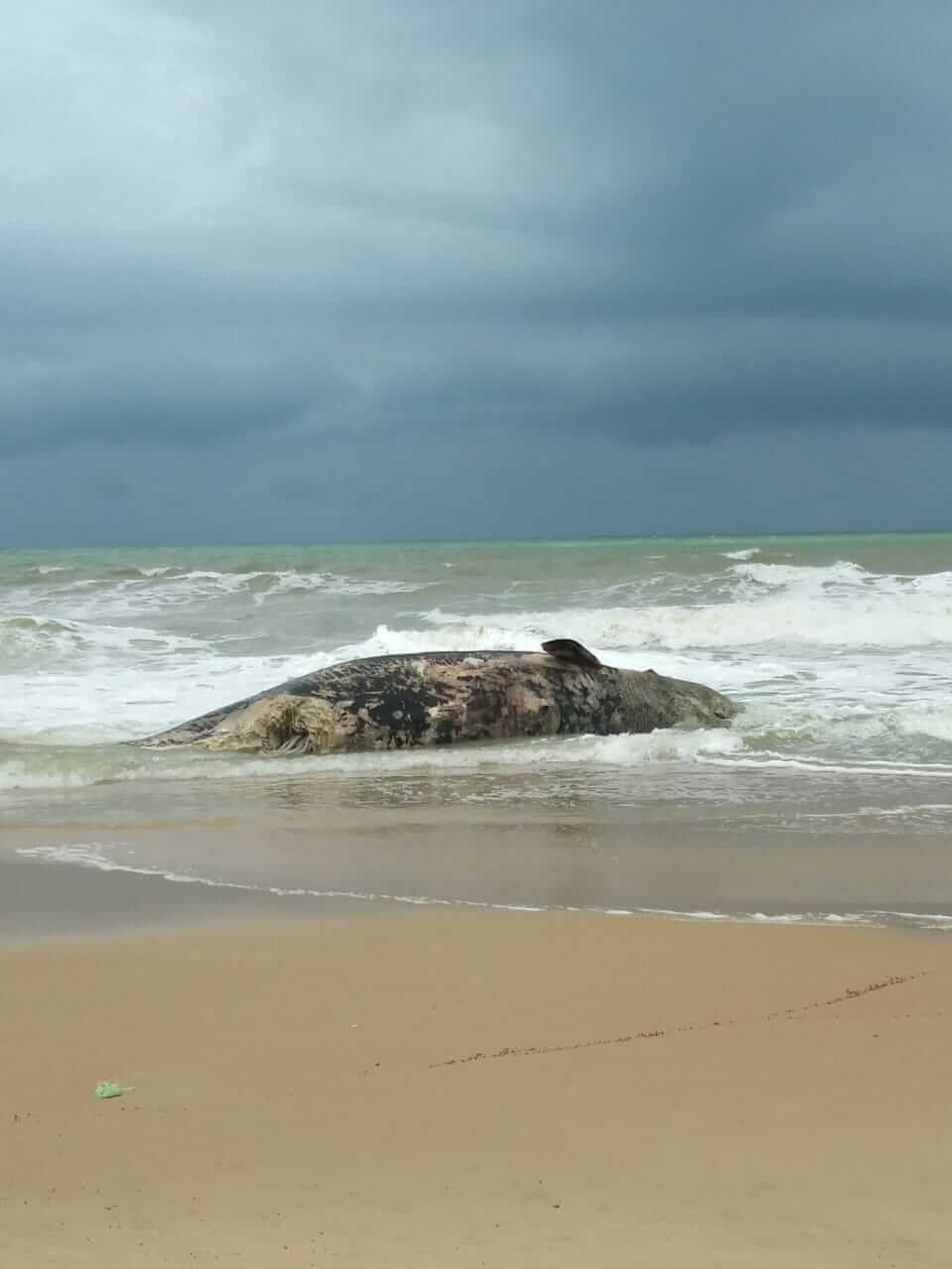 Imagem 1 de Cachalote encalha em praia do litoral norte da Paraíba